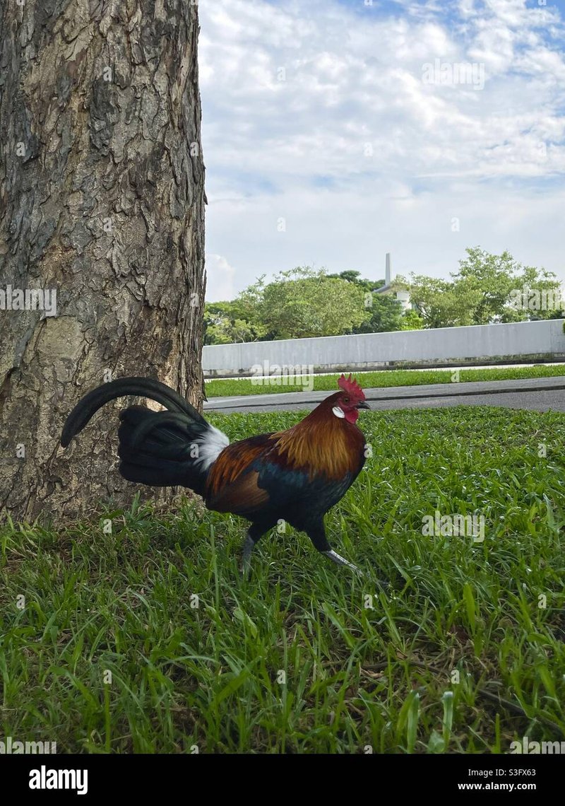Chicken road casino în Romania